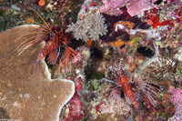 Pterois antennata (Spotfin Lionfish)