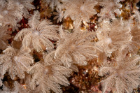 Clavularia sp.1 (Clavularia sp.1)