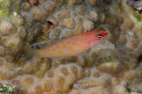 Pseudocheilinus octotaenia (Eightline Wrasse)