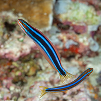 Plagiotremus rhinorhynchos (Bluestriped Fangblenny)