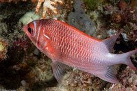 Sargocentron caudimaculatum (Tailspot Squirrelfish)