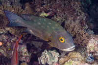 Macolor macularis (Midnight Snapper)