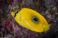 Chaetodon bennetti (Eclipse Butterflyfish)