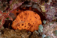 Acanthella cavernosa (Acanthella Cavernosa)