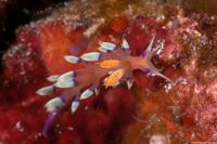 Coryphellina exoptata (Desirable Flabellina)