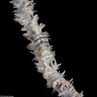 Pontonides ankeri (Barred Wire Coral Shrimp)