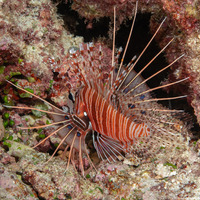 Pterois antennata (Spotfin Lionfish)