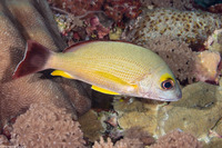 Lutjanus fulvus (Blacktail Snapper)