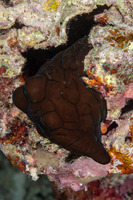 Coriocella nigra (Black Velvetinid)