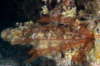 Comanthus parvicirrus (Common Crevice Feather Star)