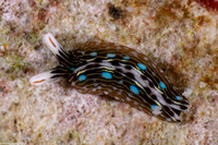 Thuridilla gracilis (Slender Sapsucking Slug)