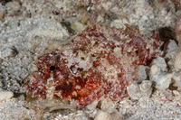 Scorpaenopsis oxycephala (Tasseled Scorpionfish)