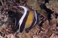 Zanclus cornutus (Moorish Idol)
