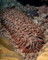 Thelenota ananas (Pineapple Sea Cucumber)