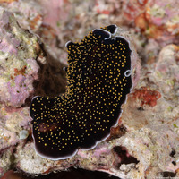 Thysanozoon nigropapillosum (Thysanozoon Nigropapillosum)