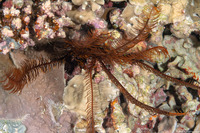 Comanthus parvicirrus (Common Crevice Feather Star)