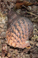Charonia tritonis (Triton's Trumpet)