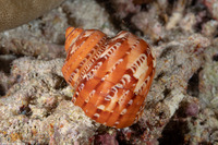 Turbo petholatus (Tapestry Turban)