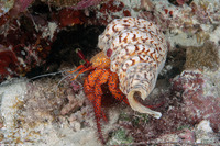 Dardanus megistos (White-Spotted Hermit Crab)