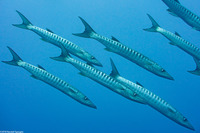 Sphyraena qenie (Blackfin Barracuda)