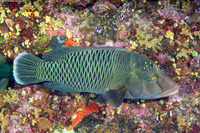 Cheilinus undulatus (Humphead Wrasse)