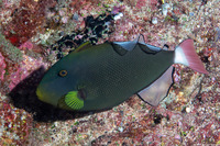 Melichthys vidua (Pinktail Triggerfish)