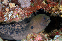 Gymnothorax javanicus (Giant Moray)