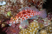 Cirrhitichthys oxycephalus (Pixy Hawkfish)