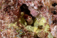 Blenniella chrysospilos (Redspotted Blenny)