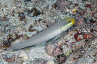 Valenciennea strigata (Bluestreak Goby)