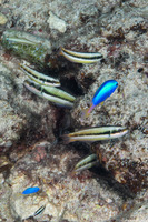 Thalassoma amblycephalum (Bluntheaded Wrasse)