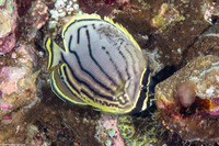Chaetodon meyeri (Meyer's Butterflyfish)