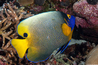 Pomacanthus xanthometopon (Yellow-Mask Angelfish)