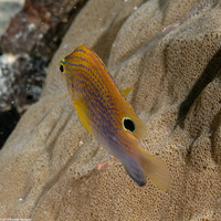 Pomacentrus vaiuli (Princess Damsel)