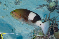 Gracila albomarginata (Masked Grouper)
