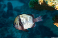 Dascyllus reticulatus (Reticulated Dascyllus)