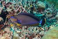 Naso vlamingii (Bignose Unicornfish)