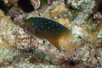 Plectroglyphidodon lacrymatus (Jewel Damsel)