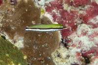 Gomphosus varius (Bird Wrasse)