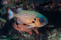 Myripristis adusta (Shadowfin Soldierfish)