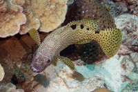 Epinephelus spilotoceps (Foursaddle Grouper)