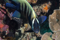 Pomacanthus sexstriatus (Six-Banded Angelfish)