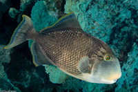 Pseudobalistes flavimarginatus (Yellowmargin Triggerfish)