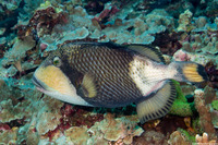 Balistoides viridescens (Titan Triggerfish)