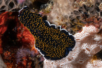 Thysanozoon nigropapillosum (Thysanozoon Nigropapillosum)