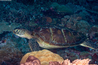 Chelonia mydas (Green Sea Turtle)