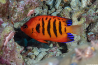 Centropyge loriculus (Flame Angelfish)