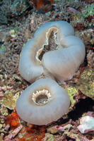 Amplexidiscus fenestrafer (Giant Cup Mushroom Coral)