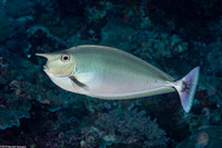 Naso brevirostris (Paletail Unicornfish)