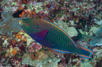Scarus niger (Dusky Parrotfish)